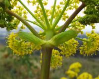 Ferula communis subsp. communis