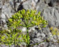 Opopanax chironium