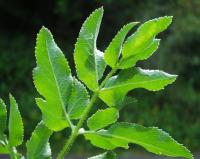 Opopanax chironium