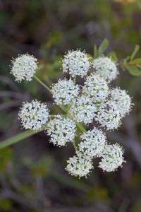 Peucedanum cervaria