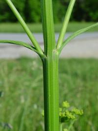 Pastinaca sativa