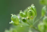 Heracleum sphondylium subsp. pyrenaicum