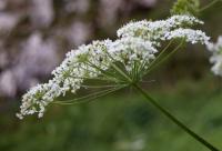 Heracleum sphondylium subsp. pyrenaicum