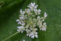 Heracleum sphondylium subsp. pyrenaicum