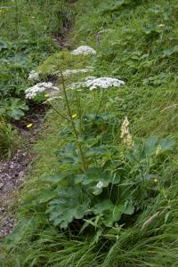 Heracleum sphondylium subsp. pyrenaicum