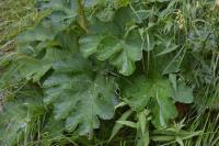 Heracleum sphondylium subsp. pyrenaicum