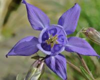 Aquilegia vulgaris subsp. vulgaris