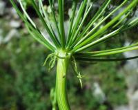 Laserpitium latifolium