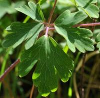 Aquilegia vulgaris subsp. vulgaris