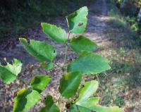 Laserpitium latifolium