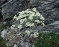 Laserpitium latifolium