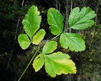 Laserpitium nestleri