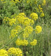 Thapsia villosa