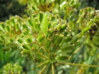 Thapsia villosa Thapsia villosa