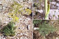 Thapsia villosa