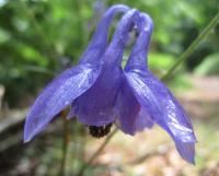 Aquilegia vulgaris subsp. vulgaris