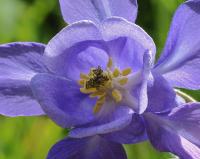 Aquilegia vulgaris subsp. vulgaris