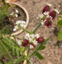 Turgenia latifolia