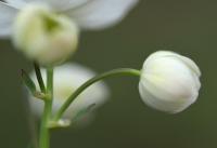 Thalictrum tuberosum