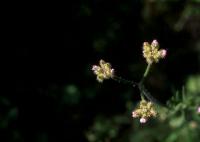 Turgenia latifolia Turgenia latifolia