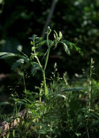 Turgenia latifolia