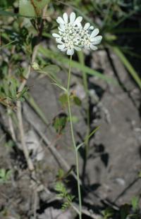 Orlaya grandiflora