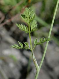 Orlaya grandiflora