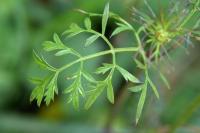 Daucus carota subsp. carota