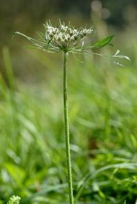 Daucus carota subsp. carota