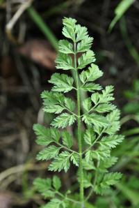 Daucus carota subsp. carota