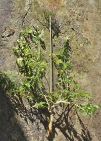 Daucus carota subsp. carota