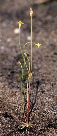 Cicendia filiformis