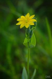 Blackstonia perfoliata subsp. perfoliata