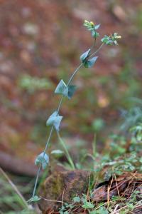 Blackstonia perfoliata subsp. perfoliata