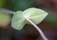 Blackstonia perfoliata subsp. perfoliata
