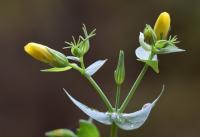 Blackstonia perfoliata subsp. perfoliata