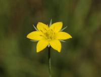 Blackstonia acuminata subsp. acuminata