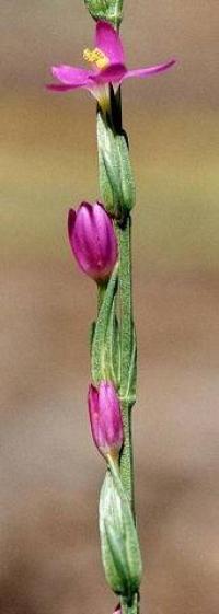 Centaurium spicatum