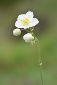 Thalictrum tuberosum