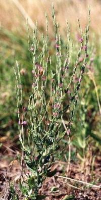 Centaurium spicatum