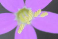 Centaurium quadrifolium subsp. parviflorum