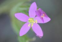 Centaurium quadrifolium subsp. parviflorum