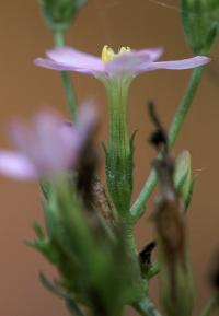 Centaurium erythraea subsp majus