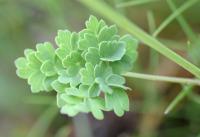 Thalictrum tuberosum