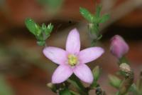 Centaurium erythraea subsp majus