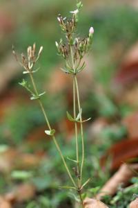 Centaurium erythraea subsp majus