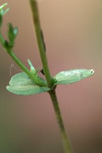 Centaurium erythraea subsp majus