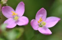 Centaurium erythraea subsp. erythraea