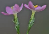 Centaurium erythraea subsp. erythraea