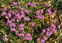 Centaurium erythraea subsp. erythraea